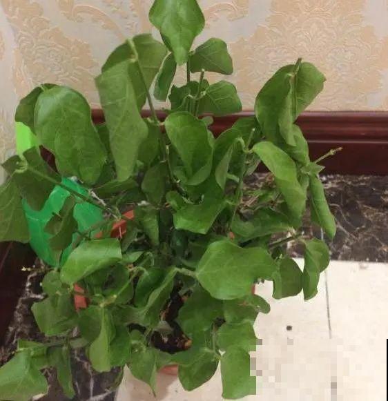 11月,千万别买这种花,养不活惹一肚子气! 11月,千万别买这种花,养不活惹一肚子气!