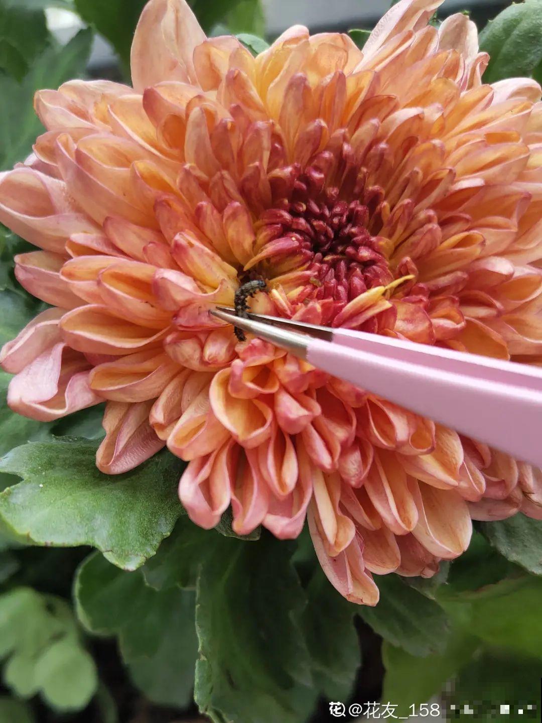 杀虫的好时机到了,虫卵一窝端,来年再也不生虫! 杀虫的好时机到了,虫卵一窝端,来年再也不生虫!