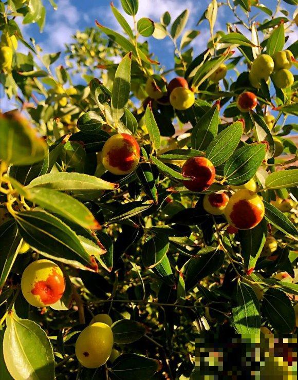 秋日开花多，美景拍下来，留住最美一刻