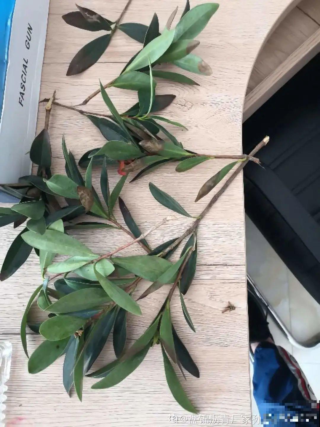 最后一波扦插，赶紧动手，天冷就不行了！