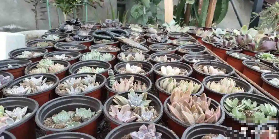 冬天扦插，只用一张塑料薄膜，就能长出小嫩芽