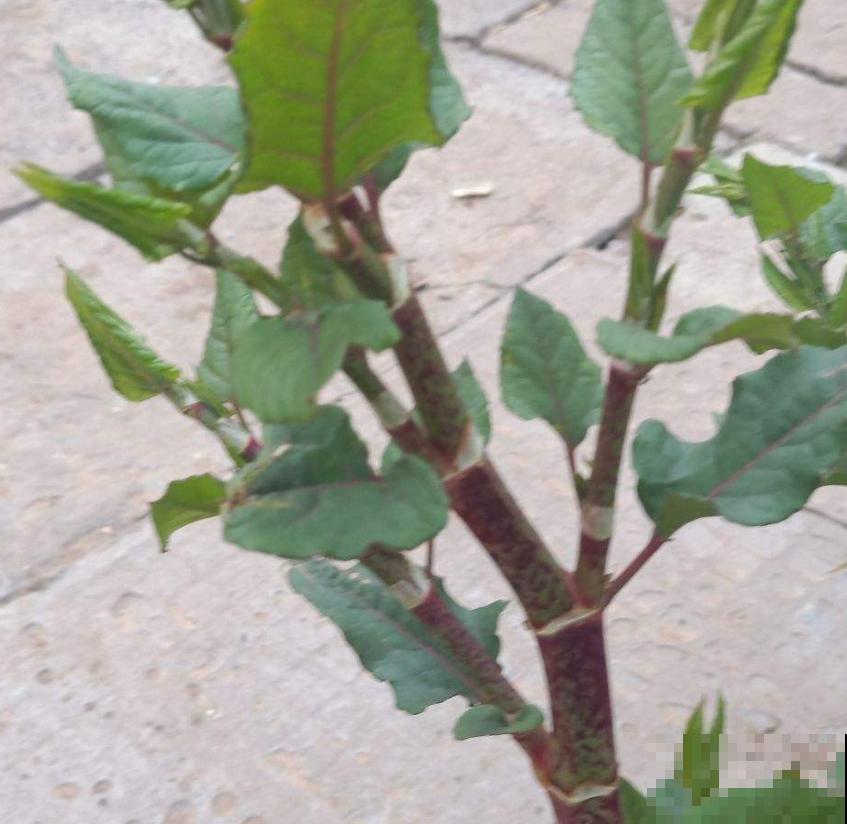 论能吃、会吃的好处，吃没了生物入侵，这操作太牛！