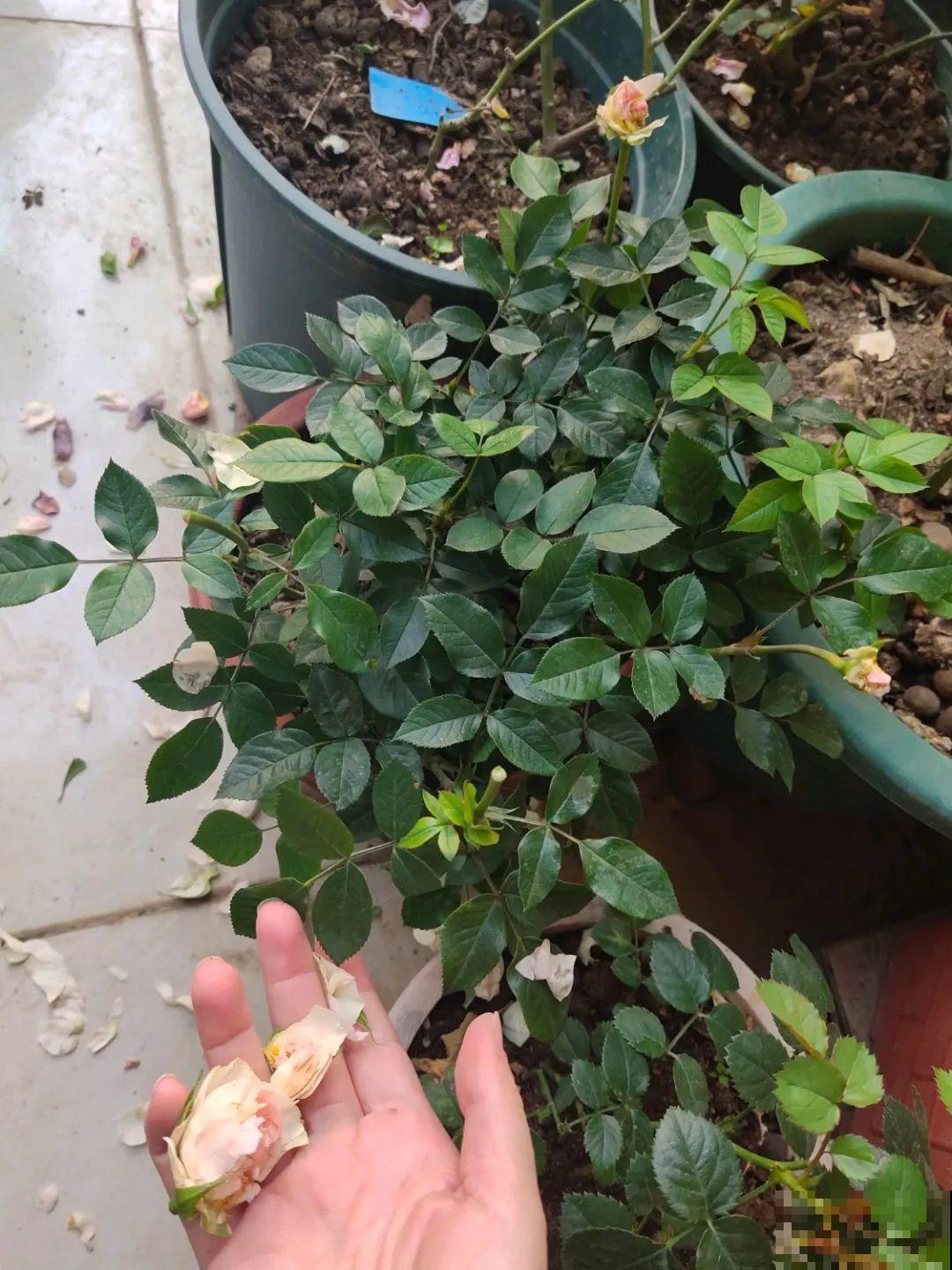 叶子被狗啃光了,还能不能活?糟心! 叶子被狗啃光了,还能不能活?糟心!