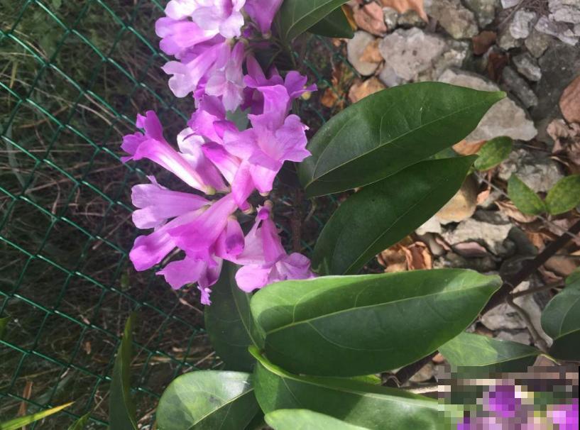 蒜香花开，见花不见叶，小花朵爬满墙！