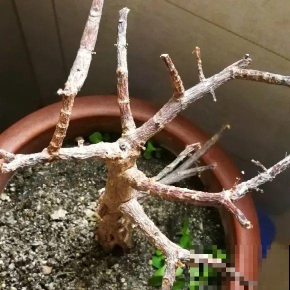 秋天降温快，家里养这9种花，要赶紧搬进屋了