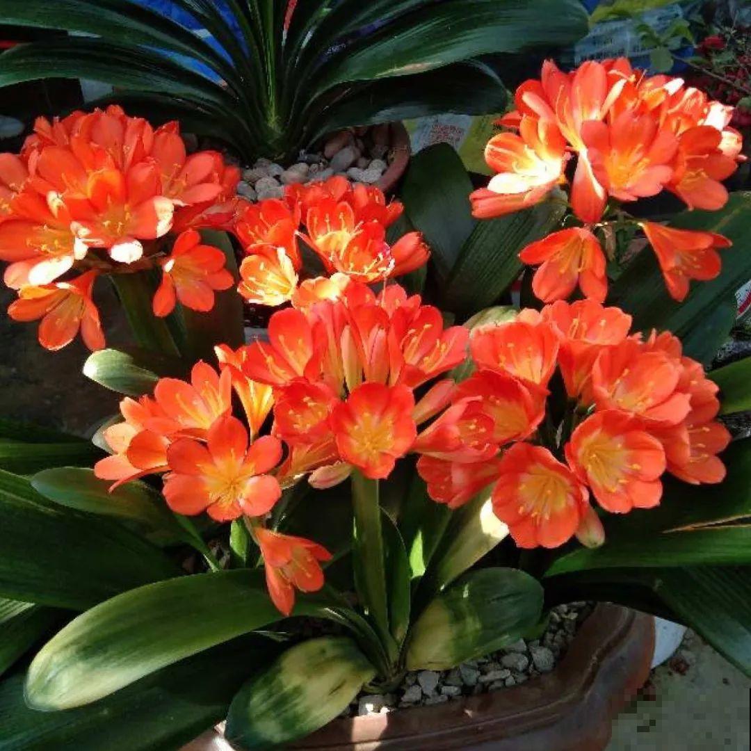 现在开始埋冬肥了,月季补一补,明年满枝爆花! 现在开始埋冬肥了,月季补一补,明年满枝爆花!