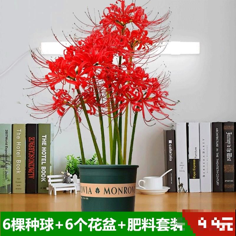 4种花有神秘特性，花和叶子不相见，原来关键在于温度