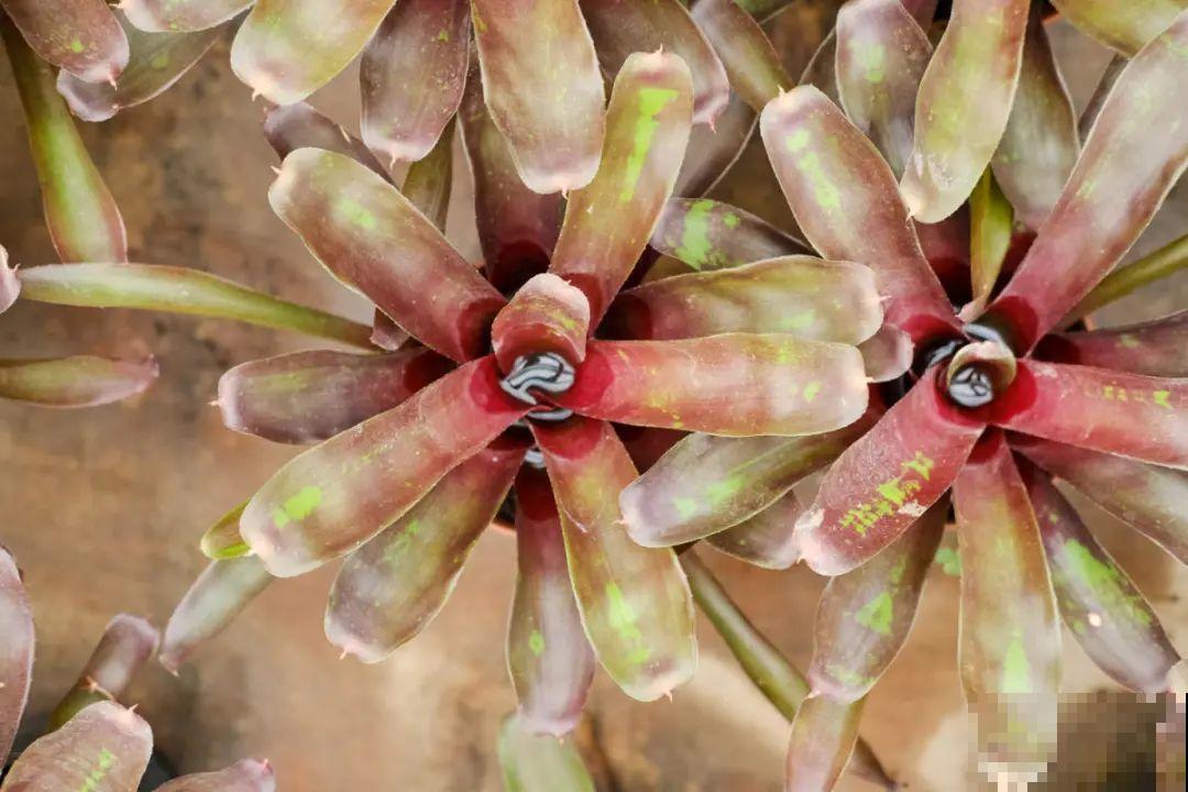 逛花市必买的花，十月入手刚刚好，不买亏大了！