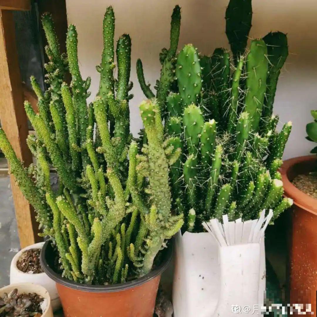 养花也别特迷信，好看的花都不能养，郁闷！