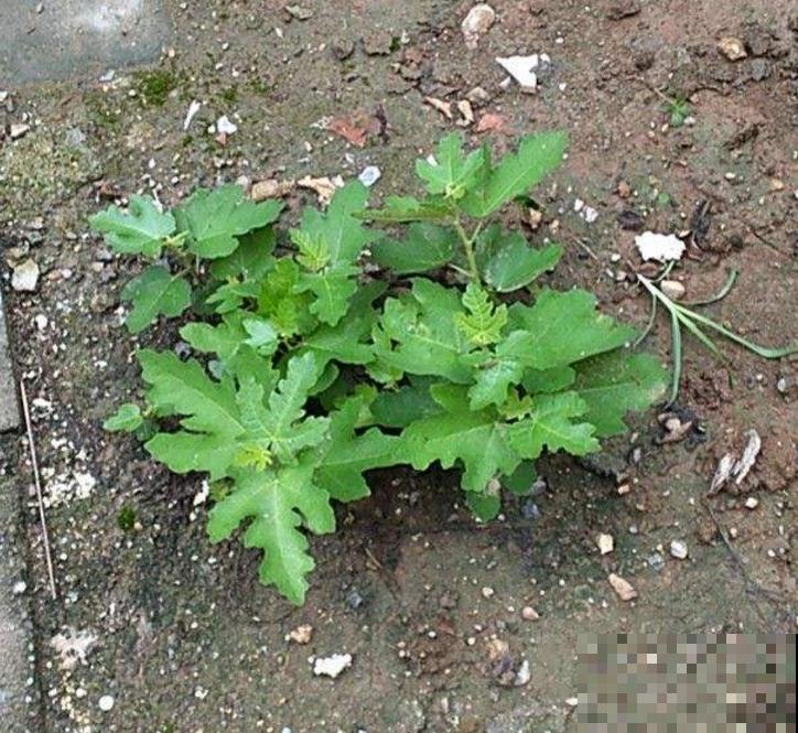 想吃无花果别着急,学会嫁接,一根枝条变一树果子! 想吃无花果别着急,学会嫁接,一根枝条变一树果子!