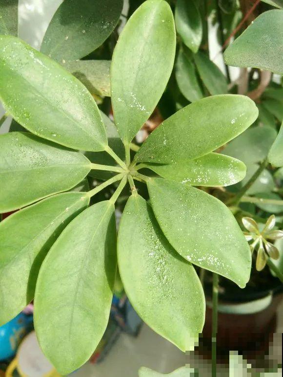 虫子再不杀，花都要死了，活不过今年！