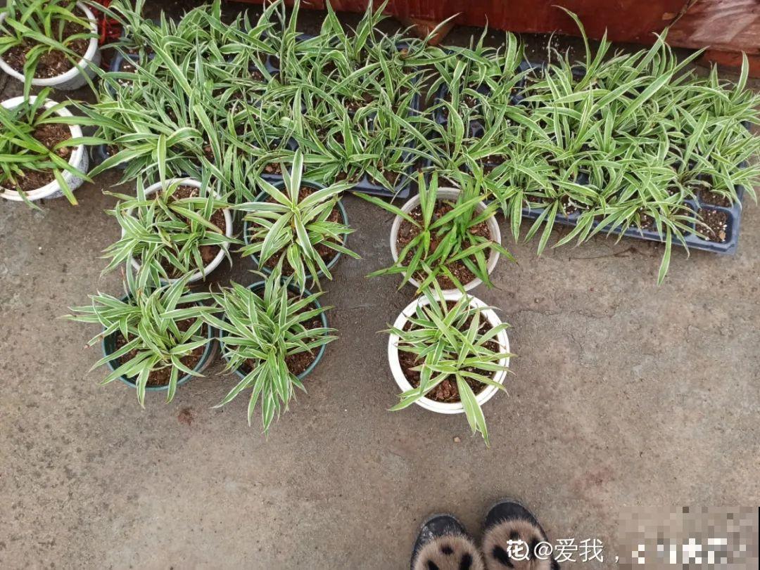 冬天扦插，只用一张塑料薄膜，就能长出小嫩芽