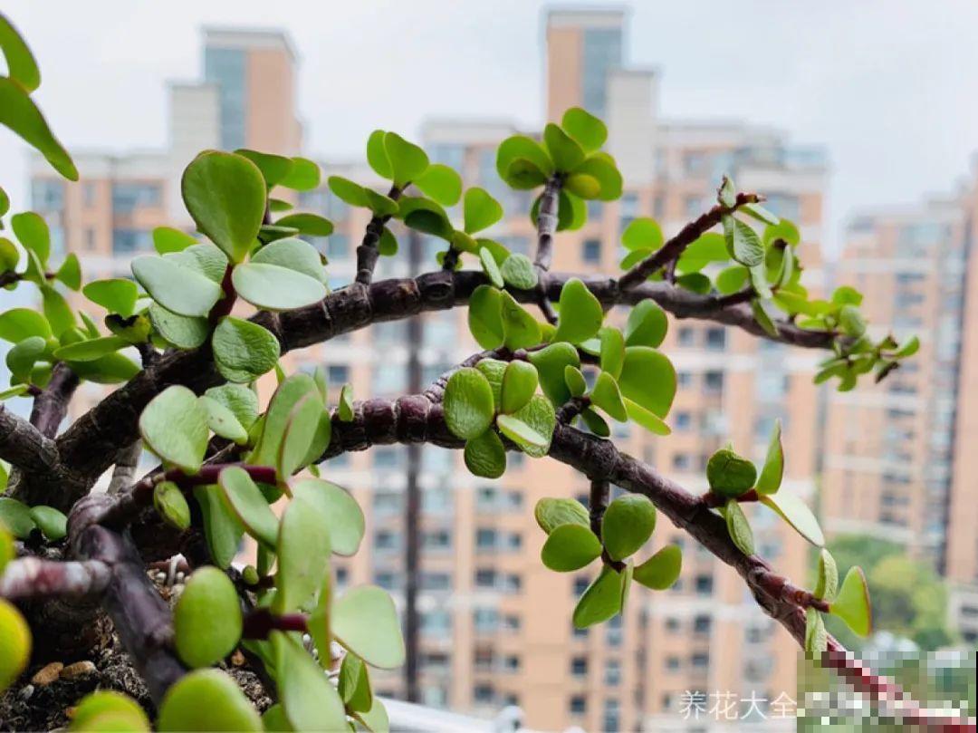 金枝玉叶开花了,特罕见,比雅乐之舞还美! 金枝玉叶开花了,特罕见,比雅乐之舞还美!
