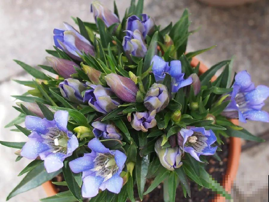 天冷才开的龙胆花，爆了上百朵，零度之下照样美！