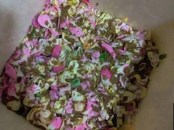 大螃蟹做花肥,秋天大补,花吃完就疯长了! 大螃蟹做花肥,秋天大补,花吃完就疯长了!