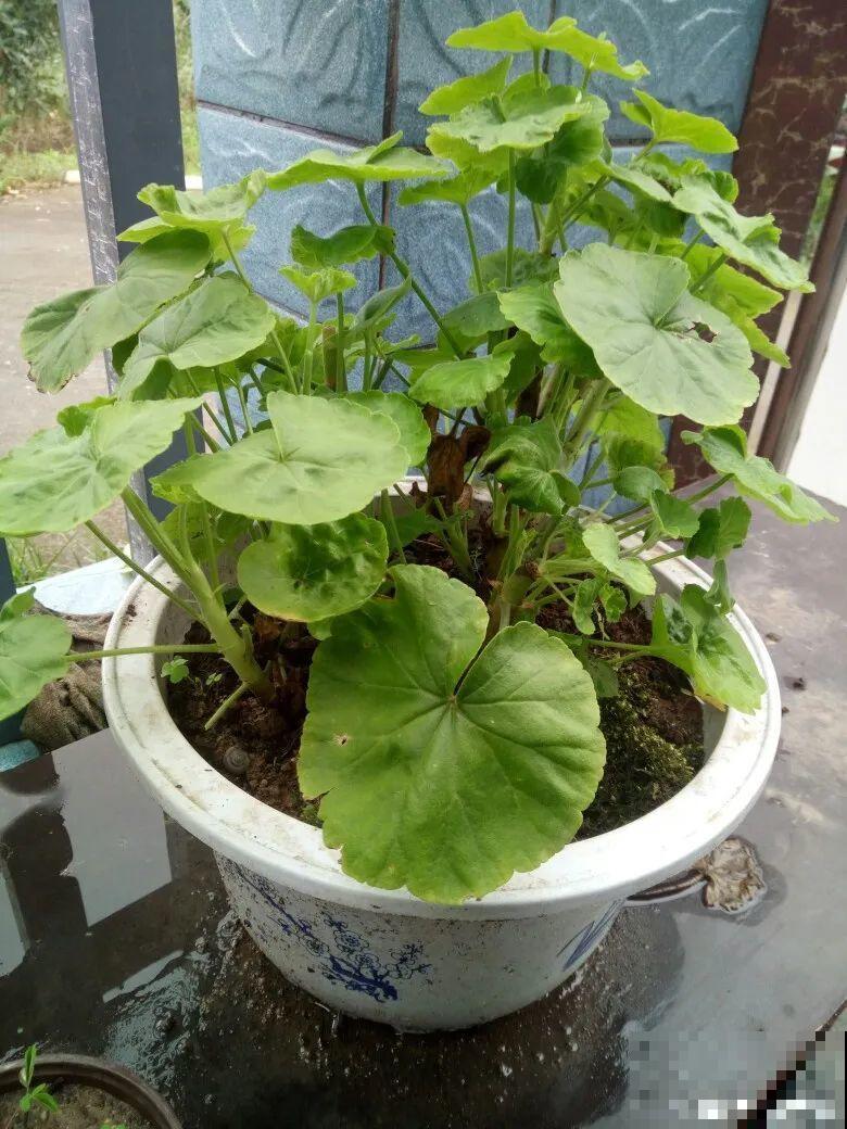 南方花友请注意，这几种花先别买，买回家就挂！