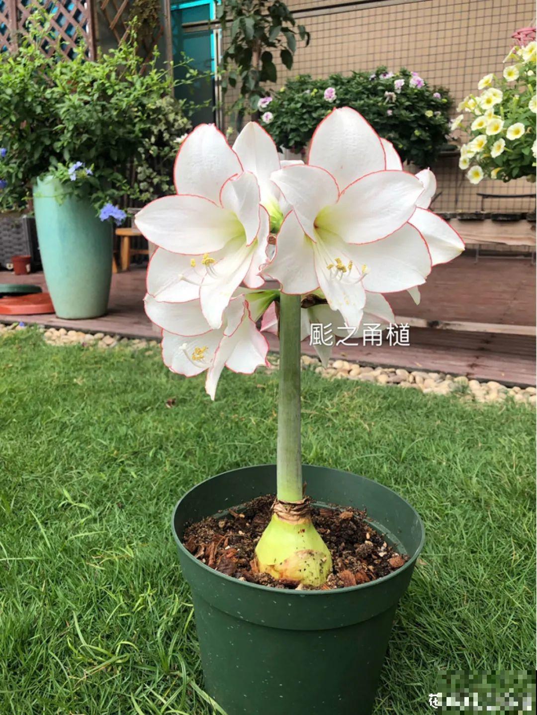 想省心就养这些花,没有病虫害,就爱开花! 想省心就养这些花,没有病虫害,就爱开花!