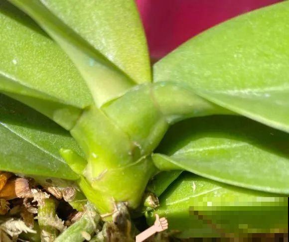 10月养花掐一掐,掐完就来花,盆都塞不下! 10月养花掐一掐,掐完就来花,盆都塞不下!