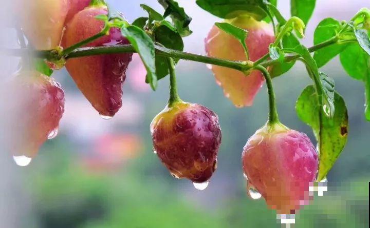 阳台上的小花盆,种上五彩椒,果子好看还能吃! 阳台上的小花盆,种上五彩椒,果子好看还能吃!