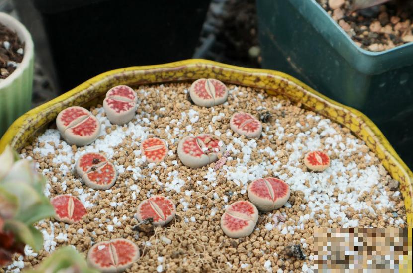 生石花开花别错过，抓紧时间授粉，结出种子美滋滋！