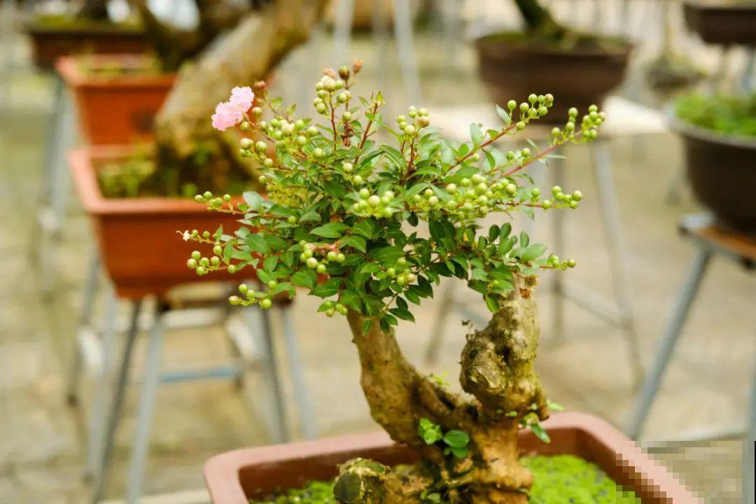 逛花市必买的花，十月入手刚刚好，不买亏大了！