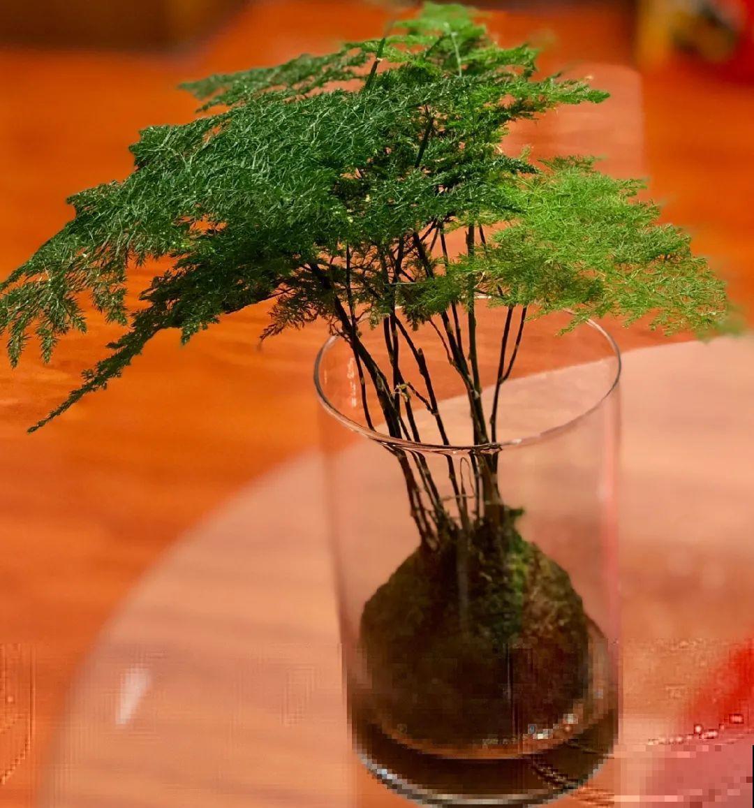 6种花水培更好,方便还干净,开花一串串 6种花水培更好,方便还干净,开花一串串