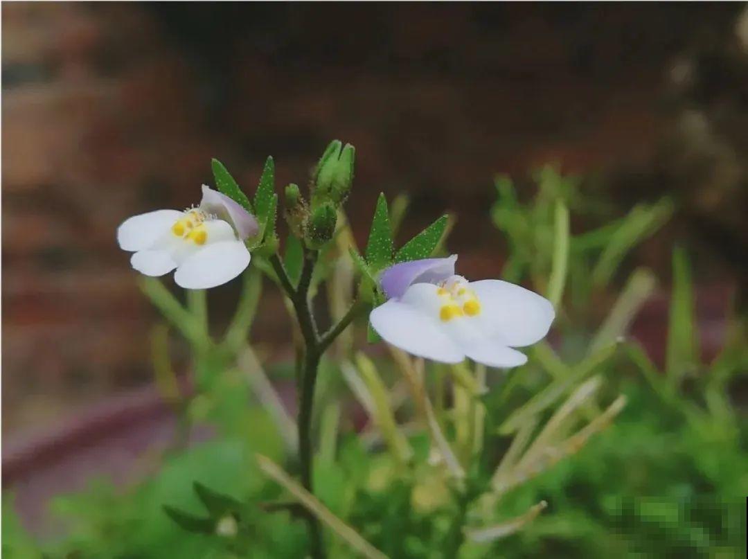 50种小时候常见的野草，现在几乎见不到了