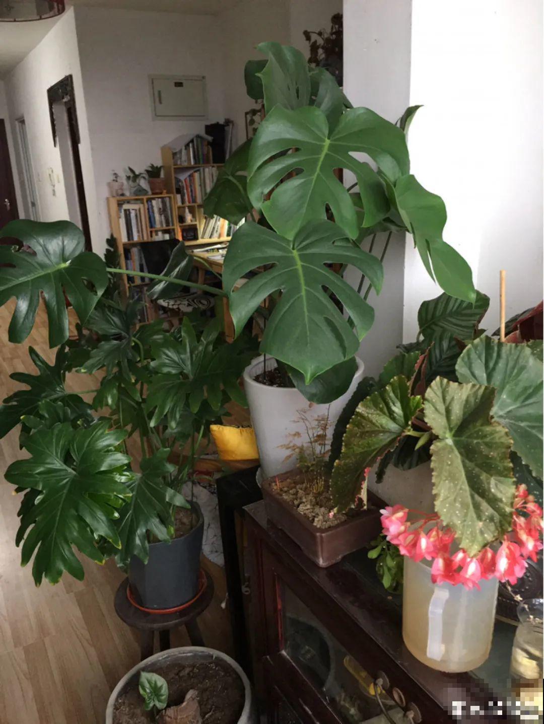 家里养盆它,变成绿色小森林,净化空气变氧吧! 家里养盆它,变成绿色小森林,净化空气变氧吧!