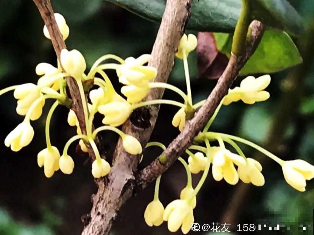 3种开花机器，喷点药水，杆子上全是花！