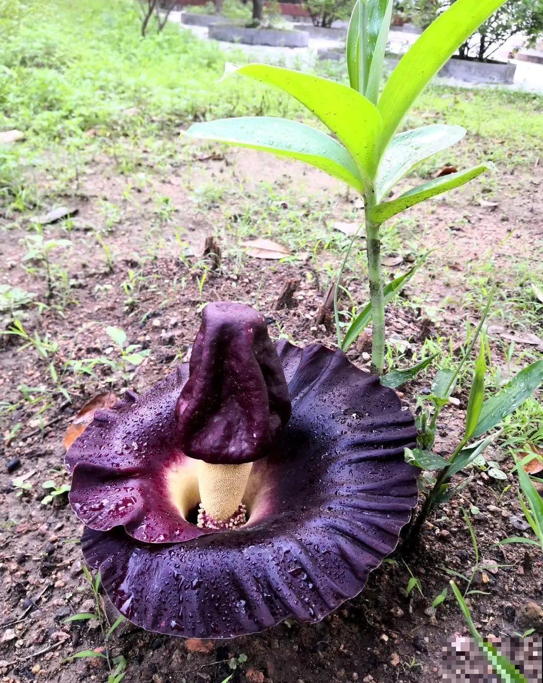 1种花叫大花犀角，闻久了头晕，家里养要小心！