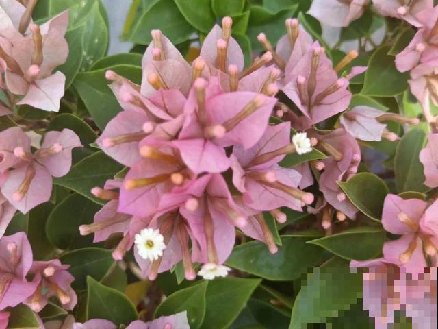 十月养这花,撸叶子、少浇水,10天冒出大花苞! 十月养这花,撸叶子、少浇水,10天冒出大花苞!