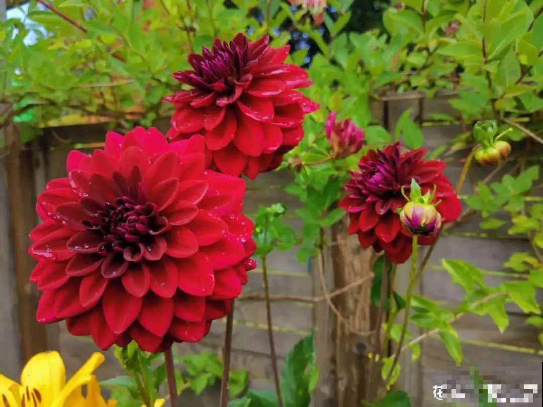 进入11月，大丽花要挖出来，明年春天再种！