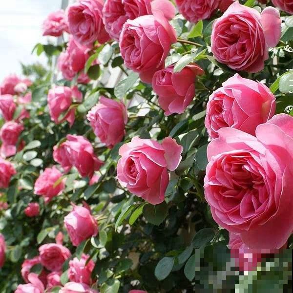 最适合院子种的花,皮实耐寒花期长,好养死不了! 最适合院子种的花,皮实耐寒花期长,好养死不了!