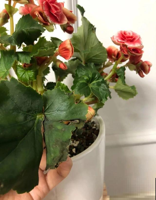 这花最娇气，叶子一喷水，立马就烂了！