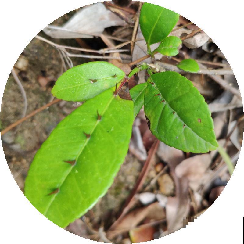 中草药两面针，药用价值极高，常常被看成野草！