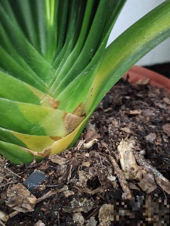 君子兰烂芯别丢，切一刀消消毒，还能爆出小笋芽