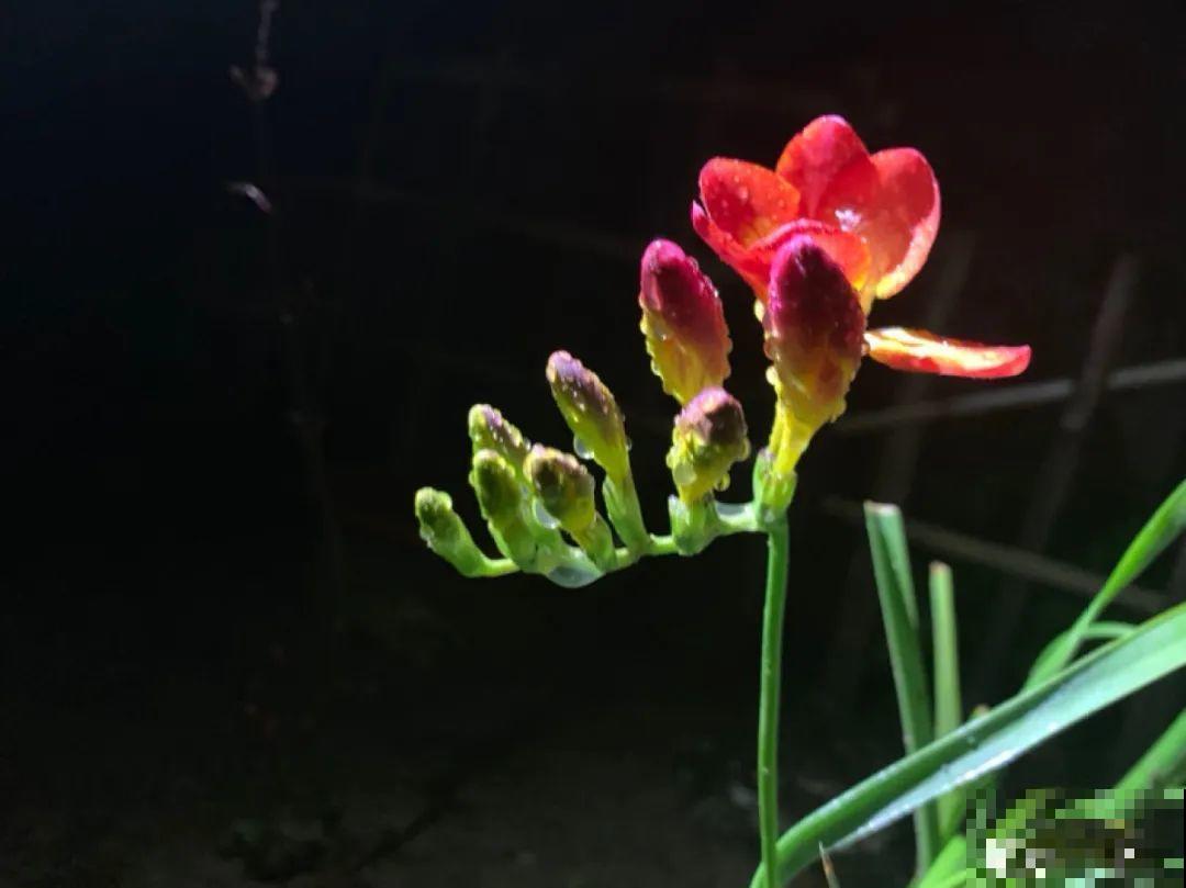 50种冬天开花植物,天冷了,照样冒花苞! 50种冬天开花植物,天冷了,照样冒花苞!