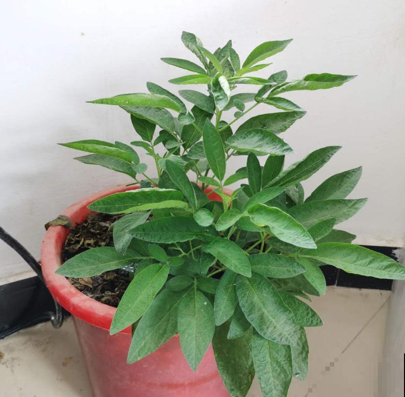 传说中的人参果,自家也能种,省老多钱了! 传说中的人参果,自家也能种,省老多钱了!