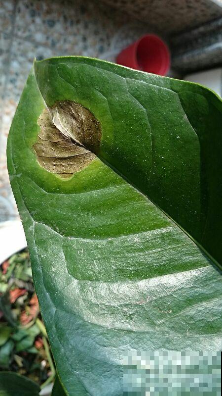 红掌长黄斑,千万别喷水,不然烂的更厉害 红掌长黄斑,千万别喷水,不然烂的更厉害