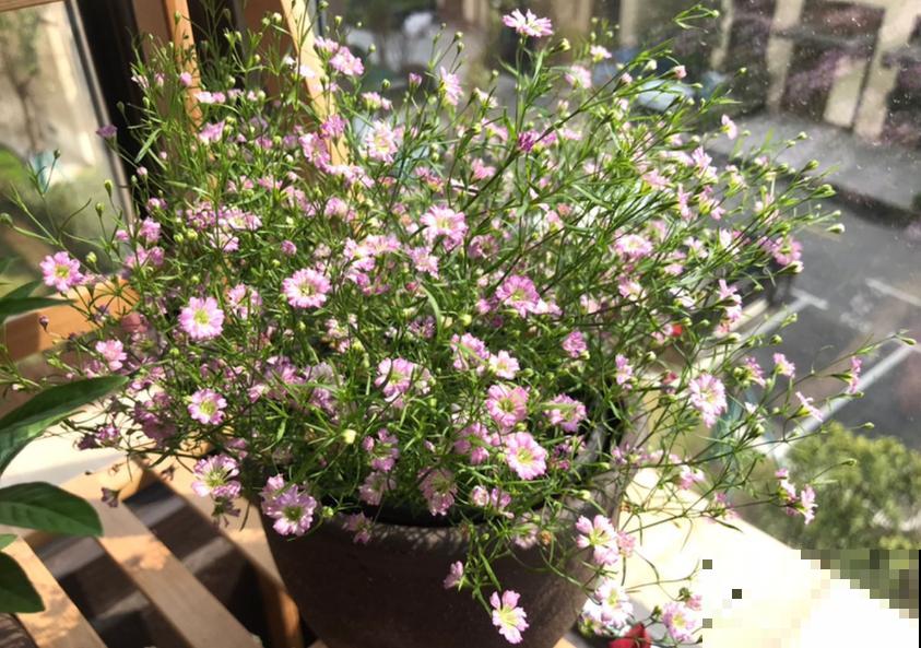 满天星干花不用买，自己就能种，干花、鲜花一起赏！