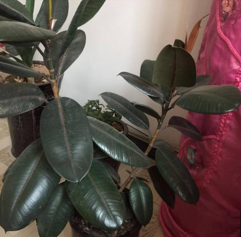 橡皮树为啥扦插不好？时间选错了，换个季节重来！