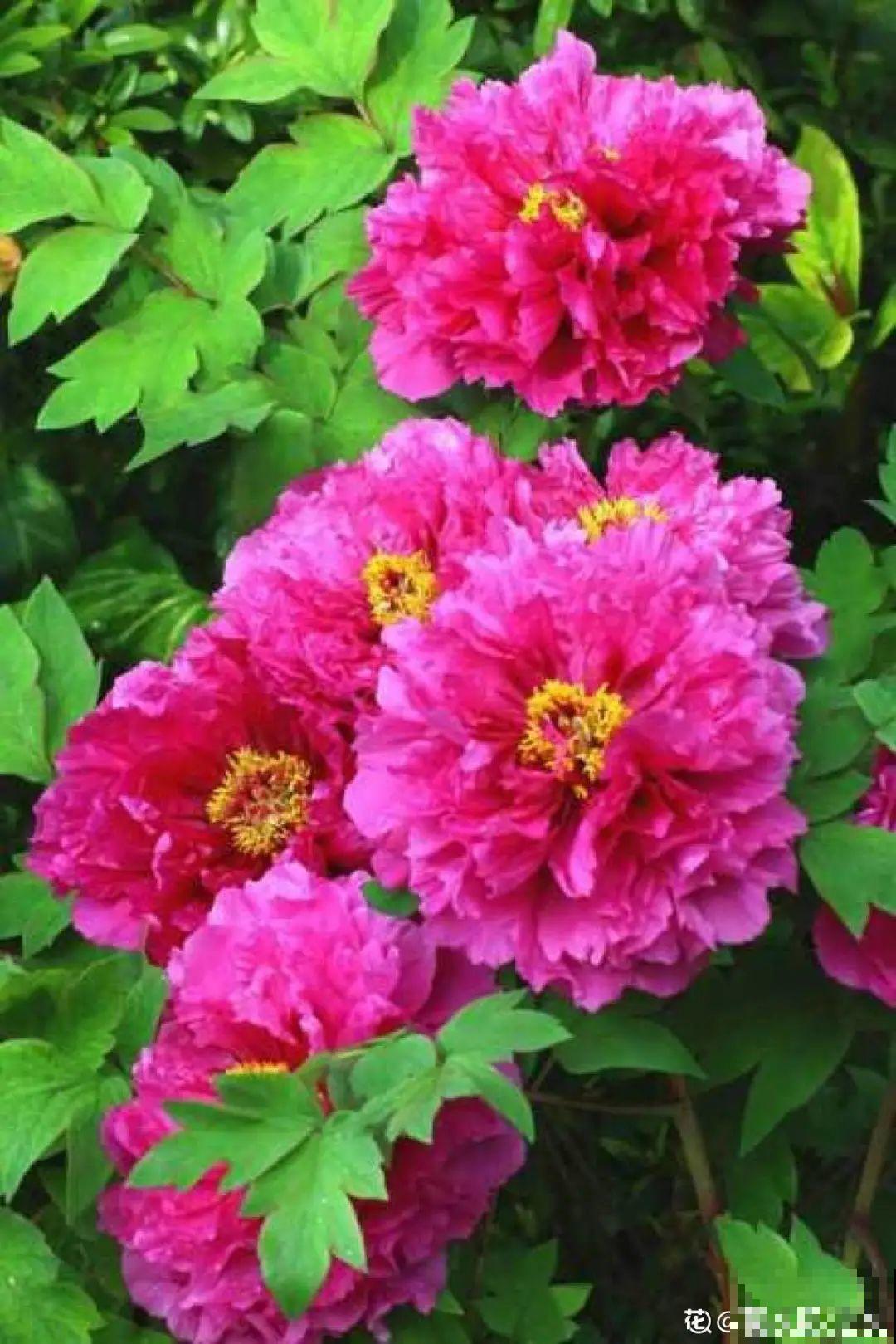 秋天开始降温了,9种花放外面冻一冻,开出饱满大花球 秋天开始降温了,9种花放外面冻一冻,开出饱满大花球