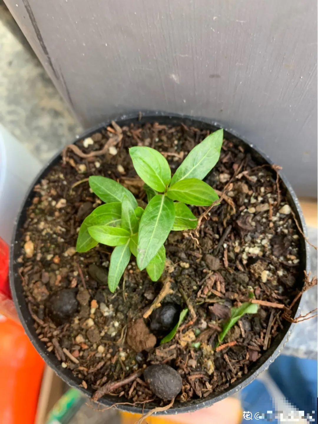 15种花，开完花就结种子，千万别丢掉