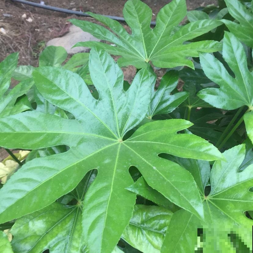 八角金盘叶子超美，大气有质感，养一盆家里有生机感