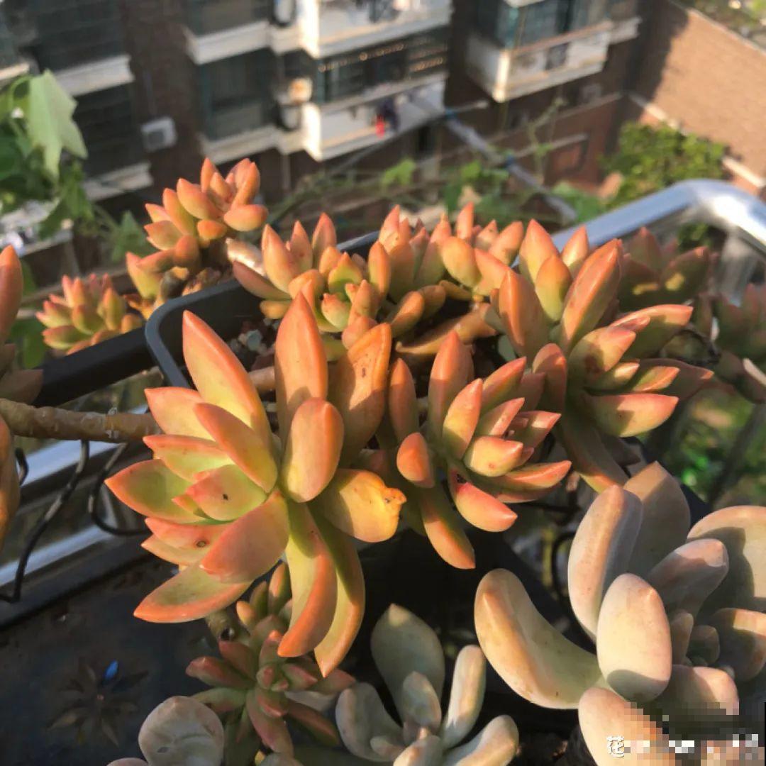 秋天开始降温了,9种花放外面冻一冻,开出饱满大花球 秋天开始降温了,9种花放外面冻一冻,开出饱满大花球