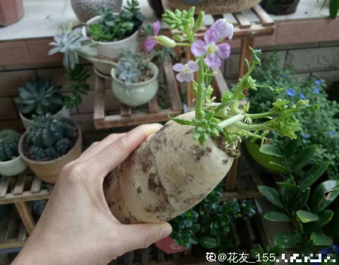 人参萝卜开花了,我种的花,都是这么奇奇怪怪! 人参萝卜开花了,我种的花,都是这么奇奇怪怪!