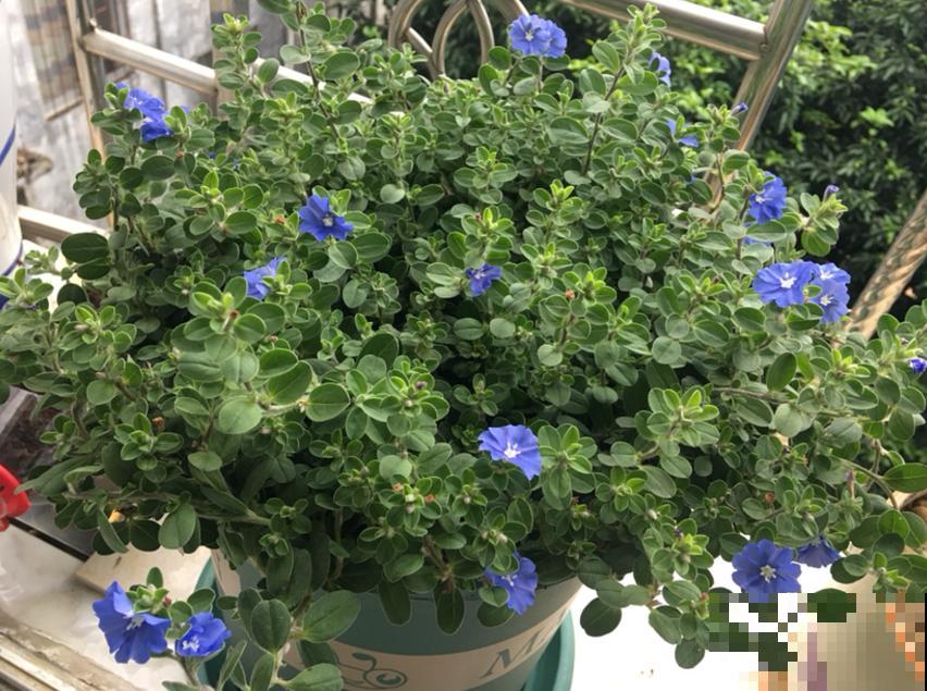 特励志的蓝星花，花朵只开一天，花期是一年！