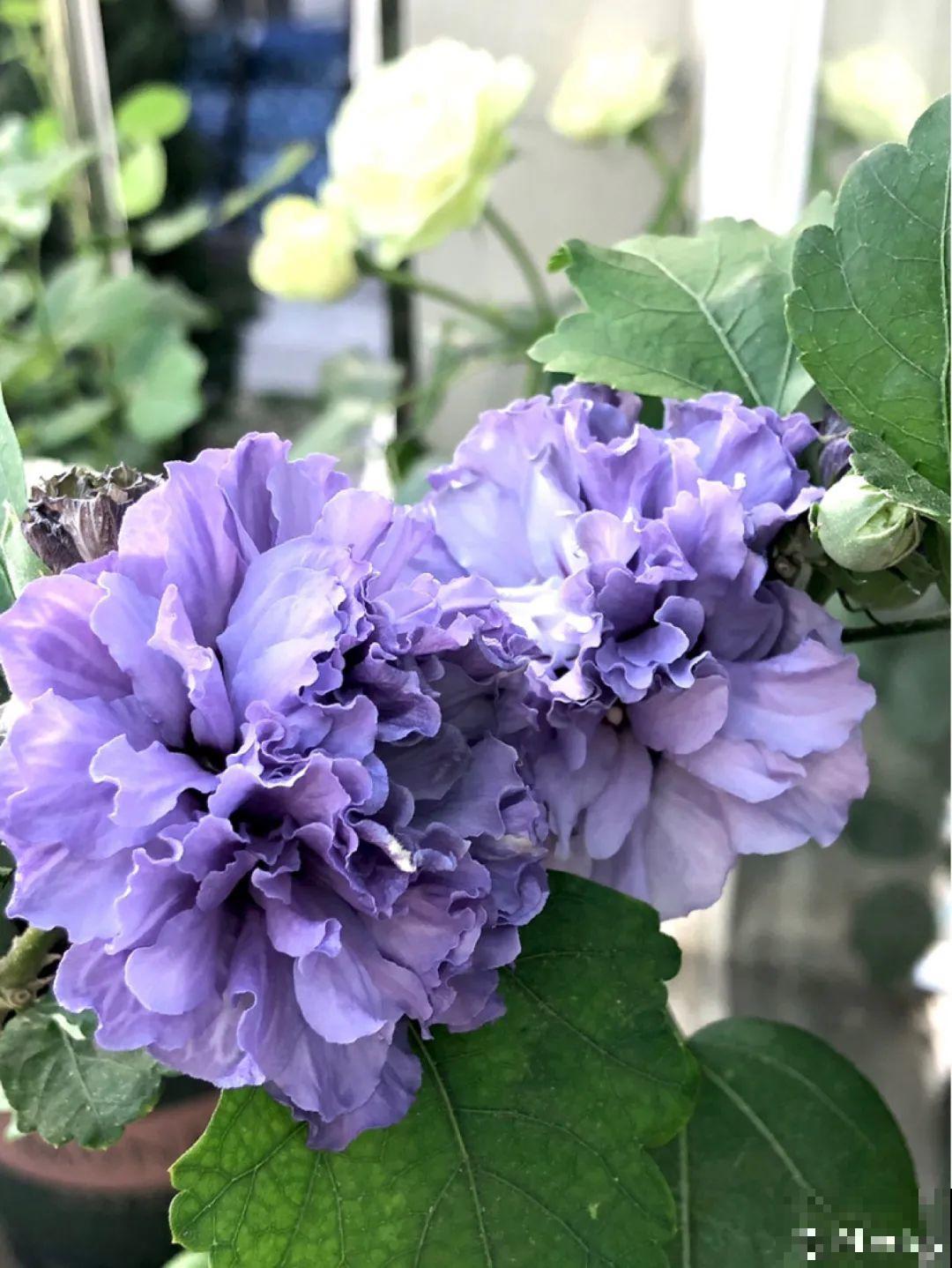 十一赏花图谱，看了啥花都认识，不用问别人！