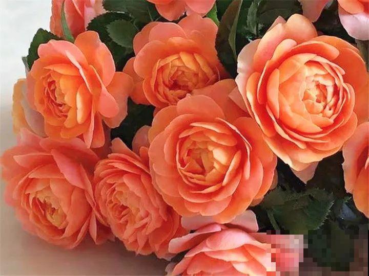 这种花品种多,花型好,养了你就爱上了! 这种花品种多,花型好,养了你就爱上了!