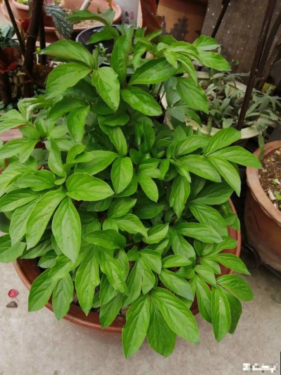 现在种下芍药根，天气越冷长得越壮，明天春天妥妥开爆